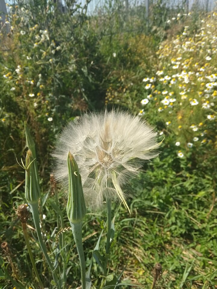 dmuchawce , latawce , wiatr ... - phenisex