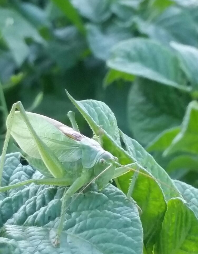 2020-07-20 13.24.02.jpg - skrad_dleihs