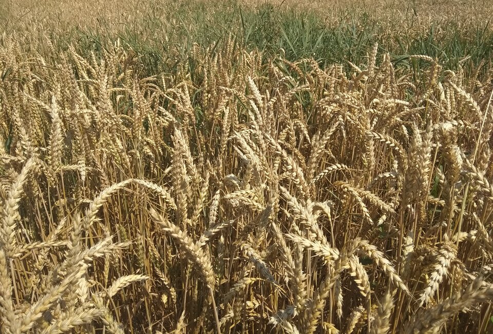 Czas na żniwa ... - phenisex