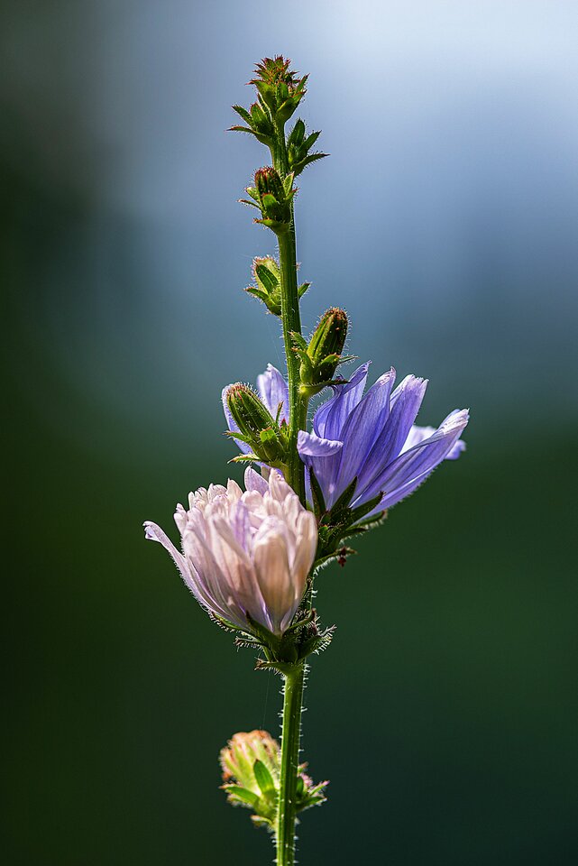 Kawałek chwasta - mystic