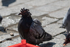 Gdy ziarno wejdzie za mocno....