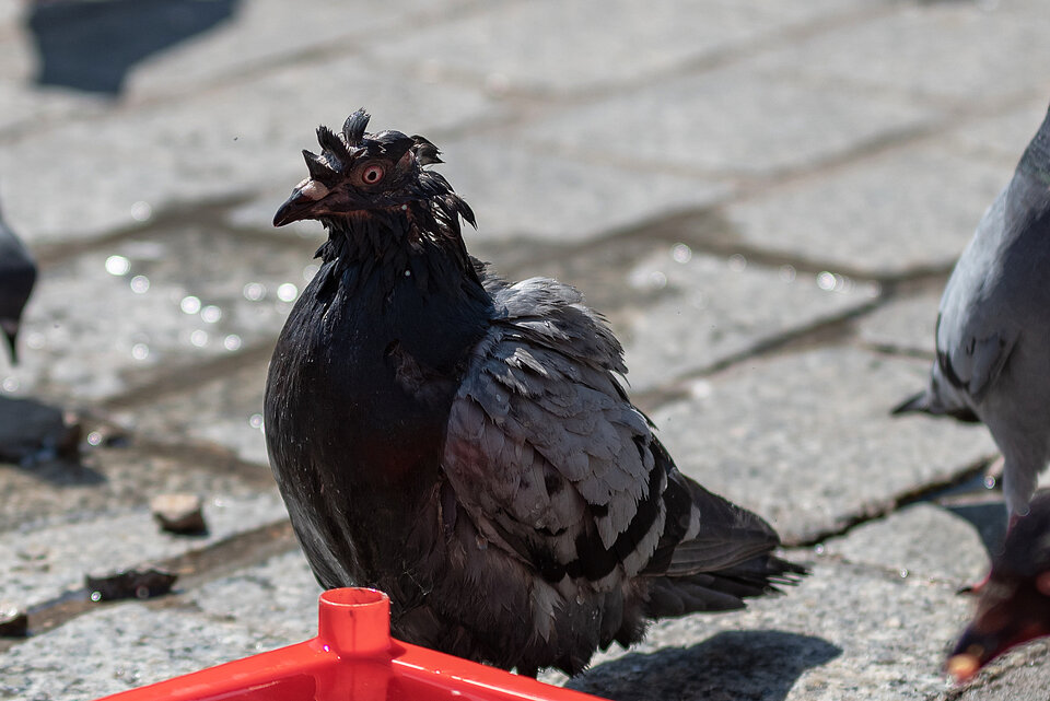 Gdy ziarno wejdzie za mocno.... - mystic