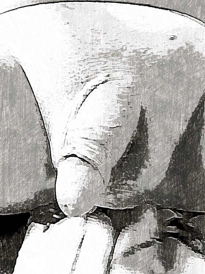 JPG_1595481661491.jpg - dino8