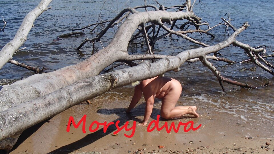 Nad morzem. - Morsy_dwa