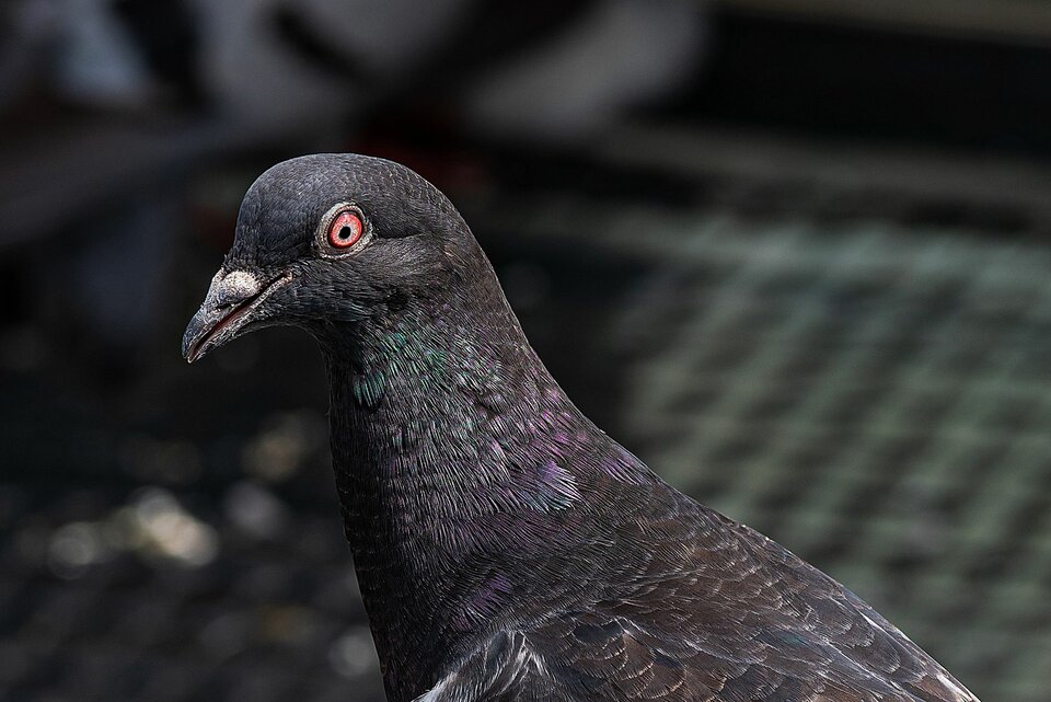 Diabelskie oczko - mystic