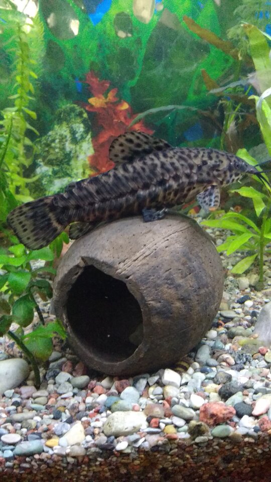 IMG_20200503_163522669.jpg - matij053