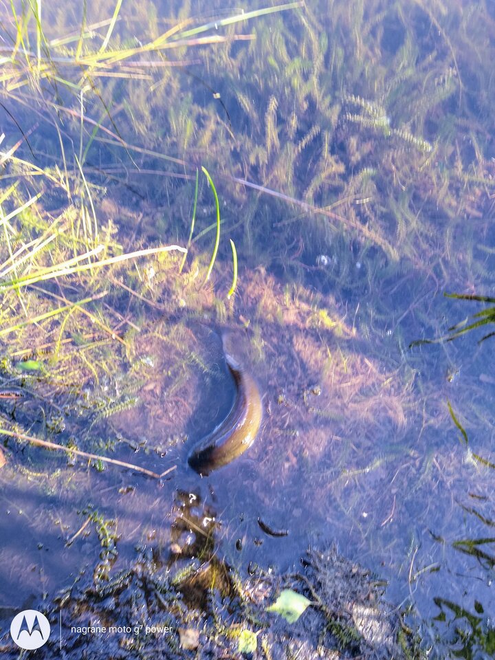 IMG_20200723_164612090.jpg - rafi07