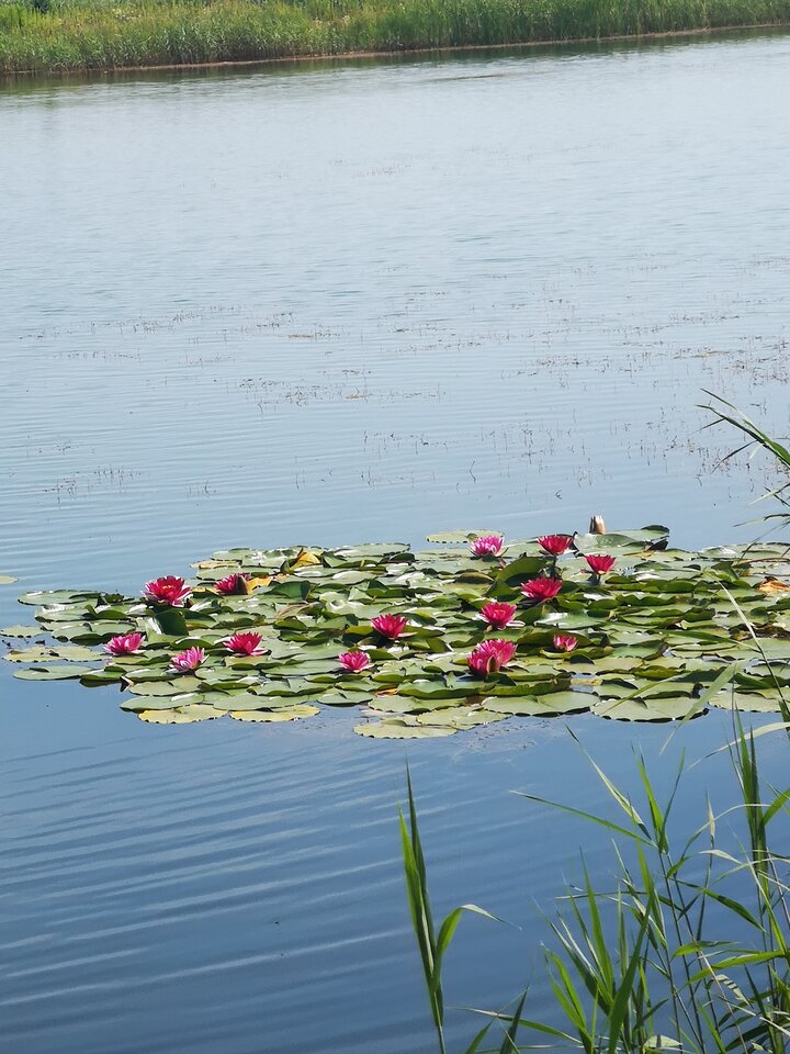 IMG_20200724_110555.jpg - normalny765