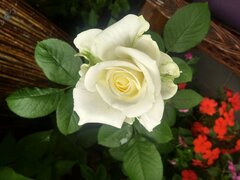 Balkon 06 -2018  (1).jpg