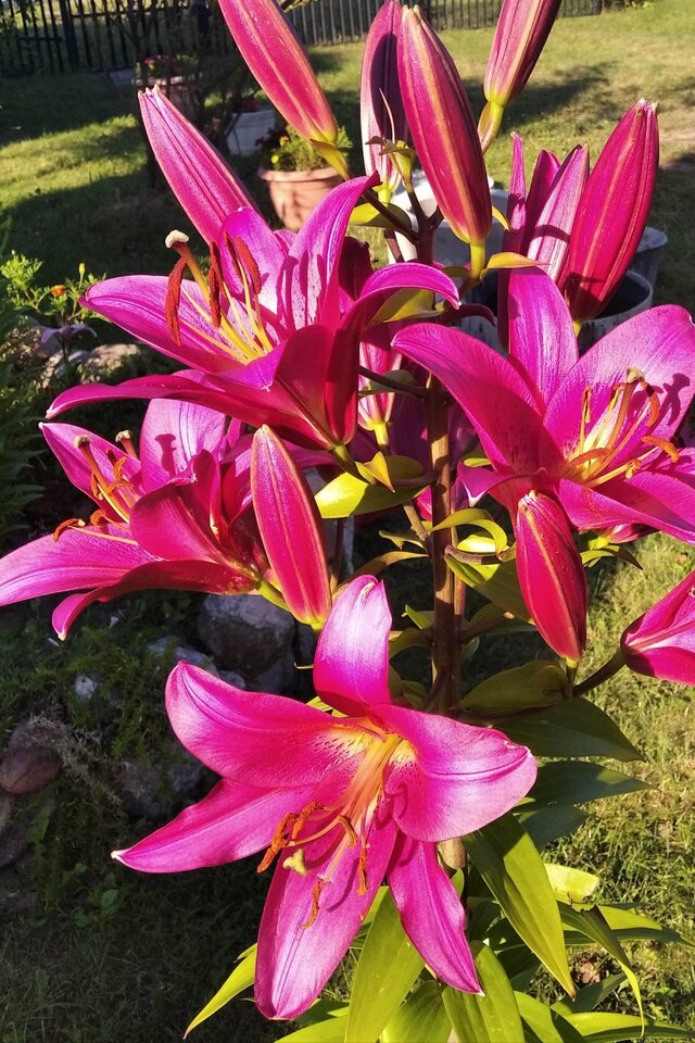 IMG_20200724_191623.jpg - greg375