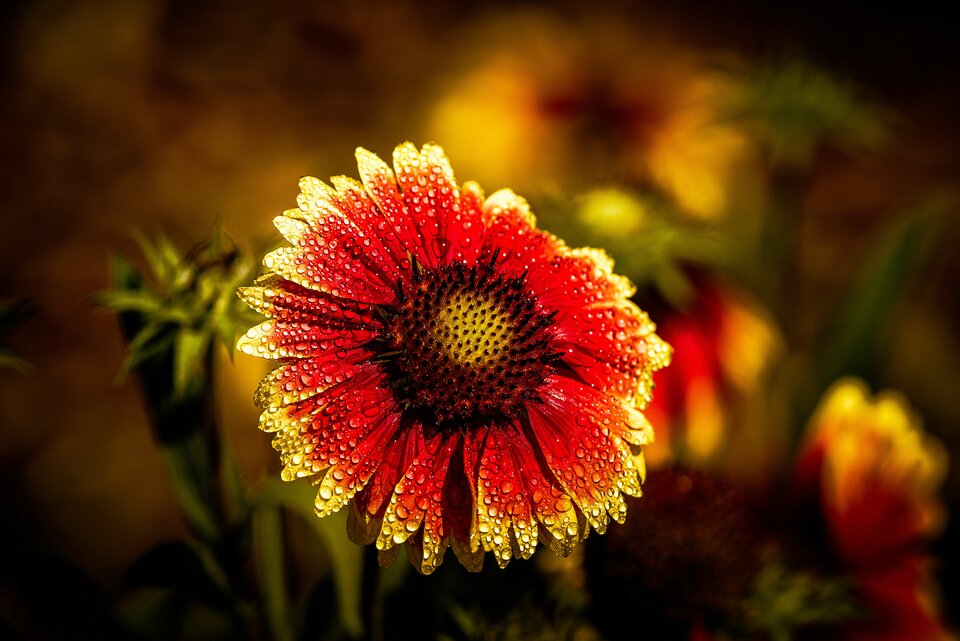 Kwiatek na dopingu - mystic