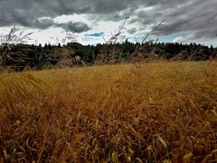 IMG_20200730_160621a.jpg