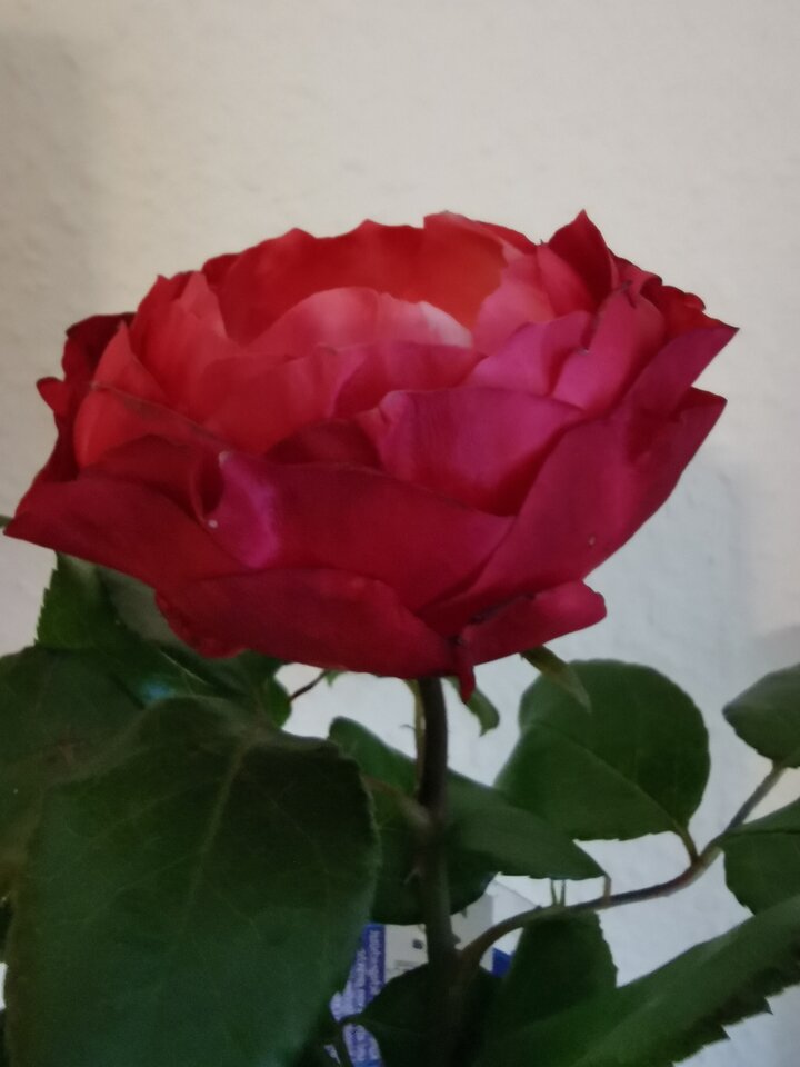 IMG_20200725_200654.jpg - adam1508