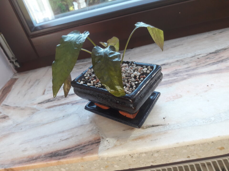 20200730_170552.jpg - Marcominetka