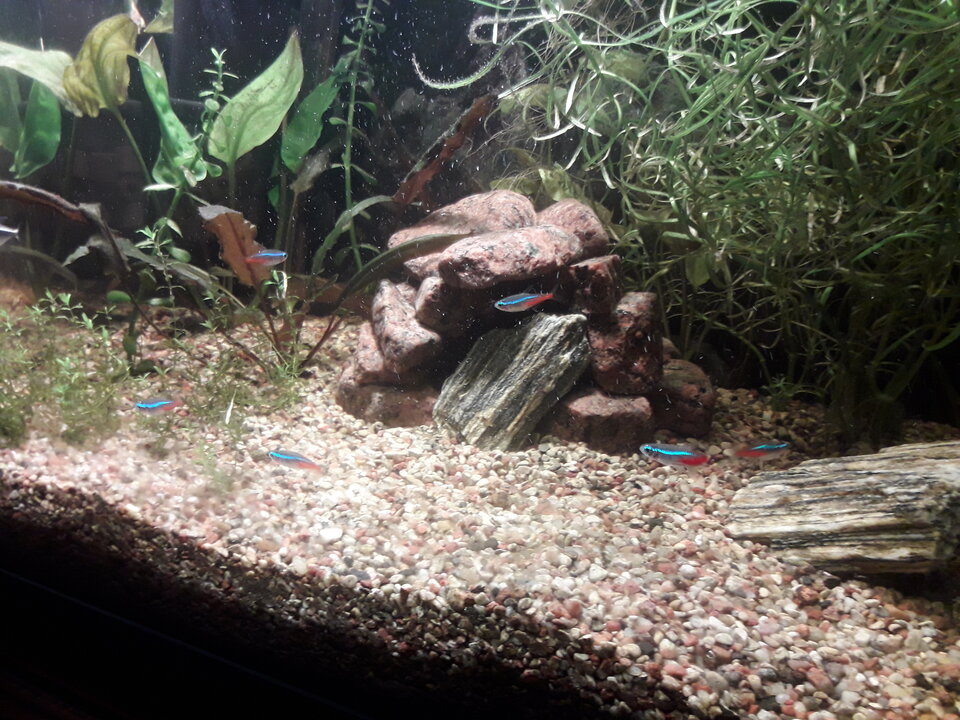 20200729_215948.jpg - Marcominetka