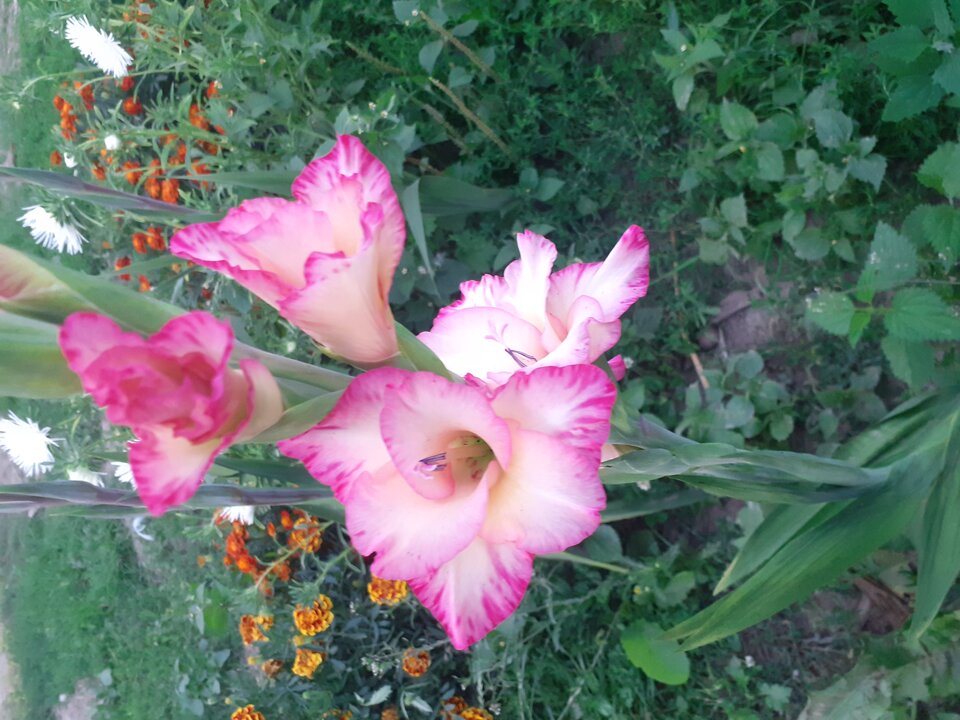 20200801_201751.jpg - Przemodkl79