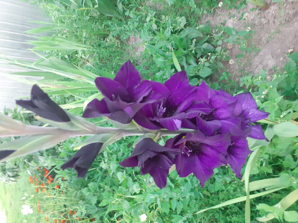 20200801_201743.jpg - Przemodkl79