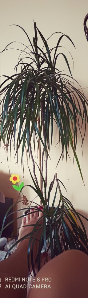 Relaks - DLzakochani