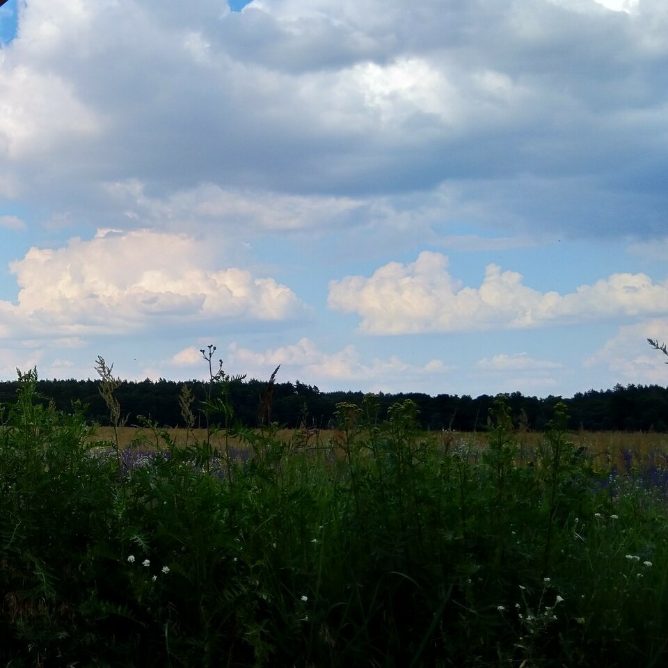 IMG_20200611_181016__.jpg - ZmyslowyPan