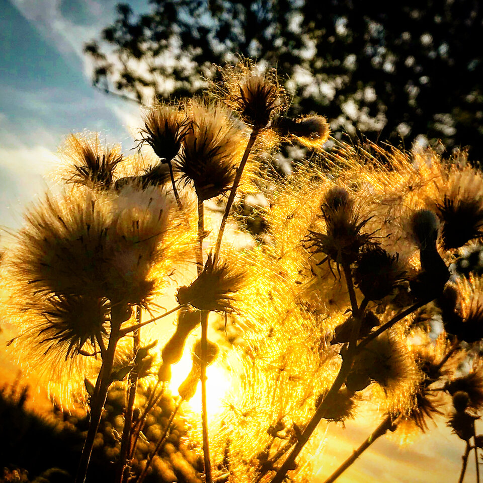 6509F9FF-CC3E-457E-8DC8-6C1D8D25F3A4.jpeg - Mekagojiranogyakushu