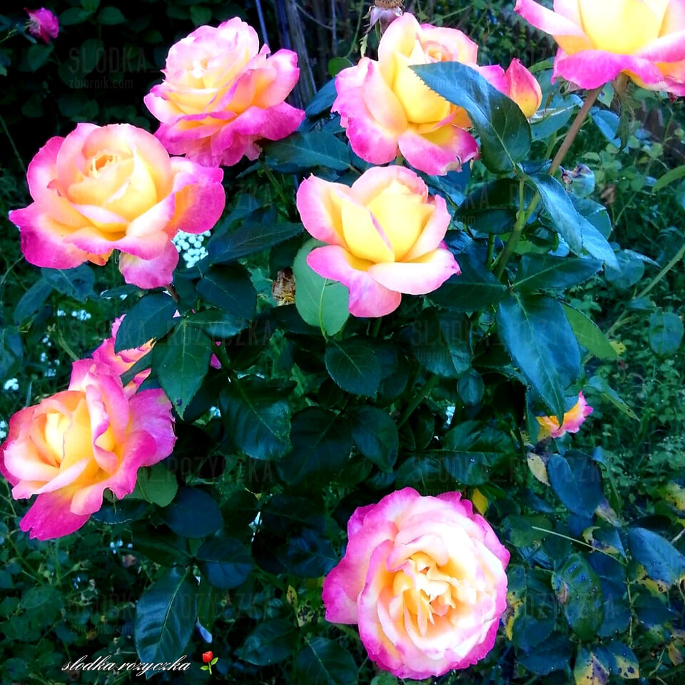 🌹🍃🌹🍃🌹🍃🌹🍃 - Slodka_Rozyczka
