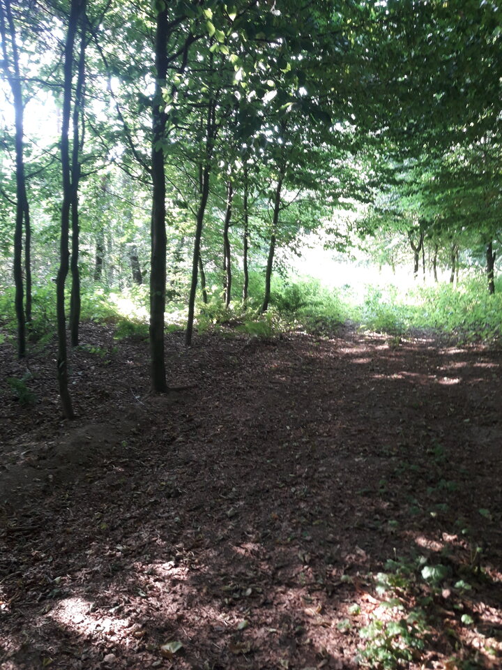 20200808_160859.jpg - micham29