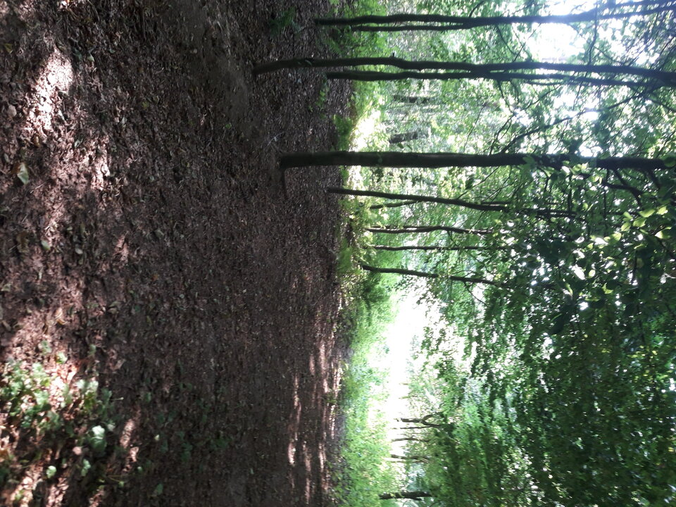 20200808_160859.jpg - micham29