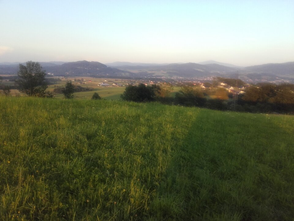 20200809_193040.jpg - kociaczek35x