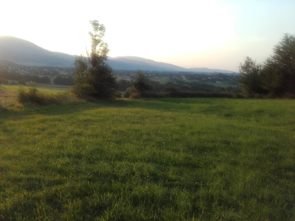 20200809_193032.jpg - kociaczek35x