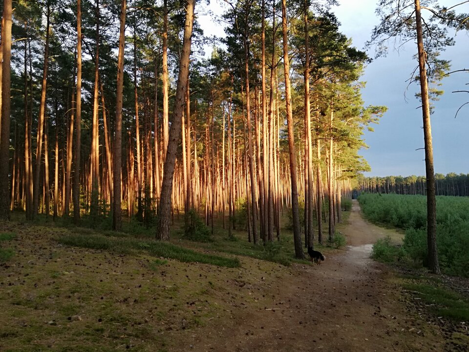 IMG_20200814_193546.jpg - Gimlii73