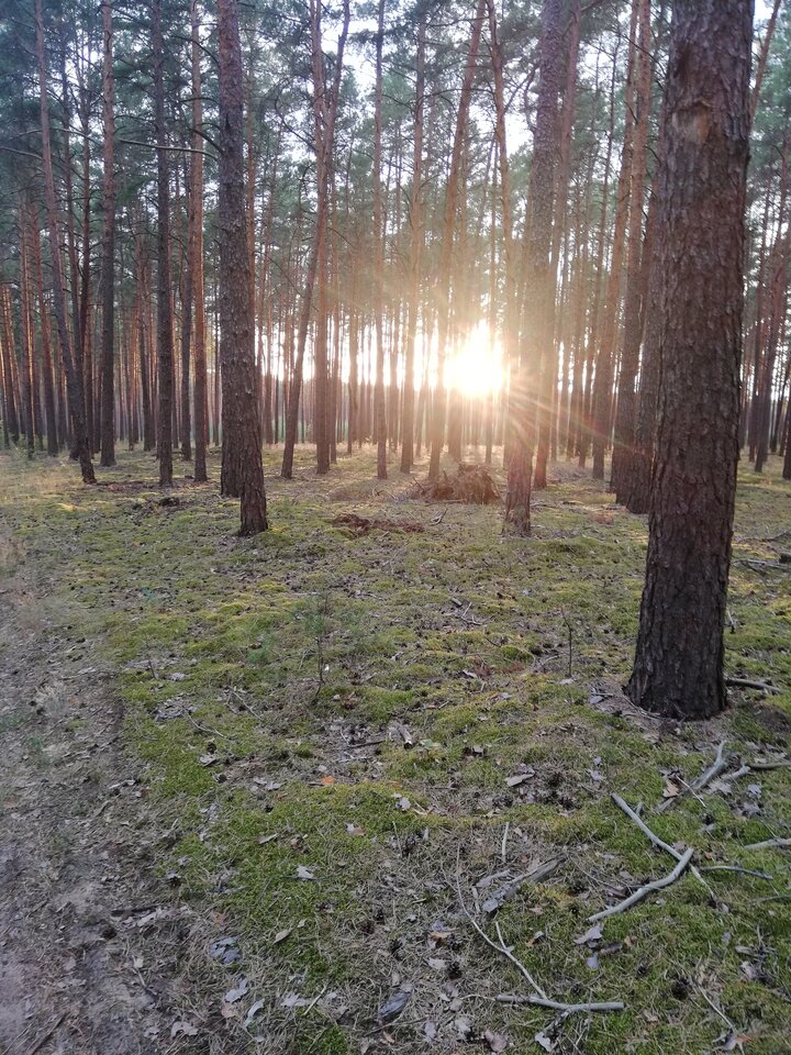 IMG_20200814_194348.jpg - Gimlii73