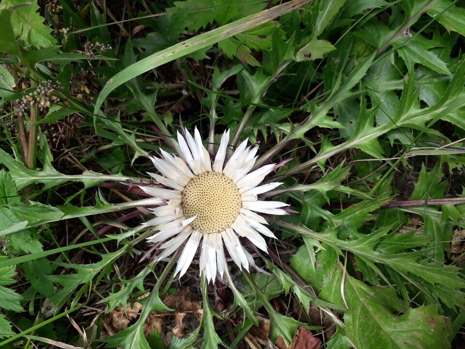 20200815_114515.jpg - tropiciel123