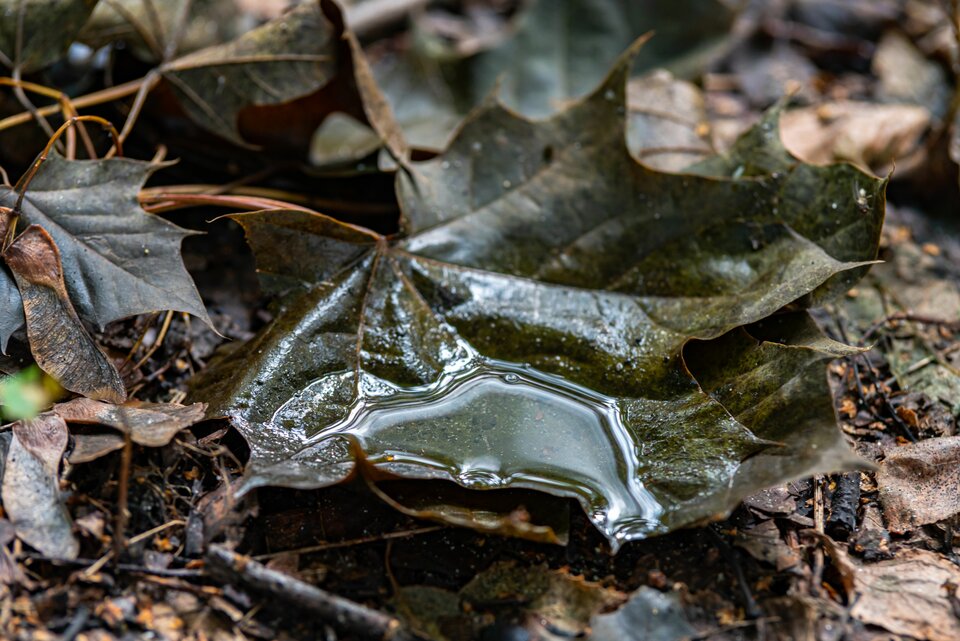 Powoli czuć jesień.... - mystic