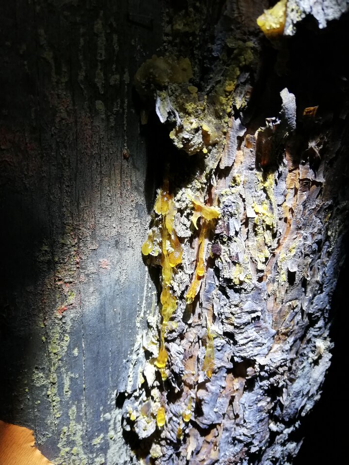 IMG_20200819_234246.jpg - Gimlii73