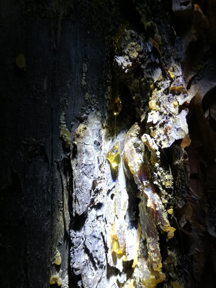 IMG_20200819_234149.jpg - Gimlii73