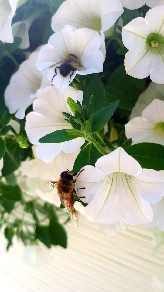 20200817_181225.jpg - Tabas0