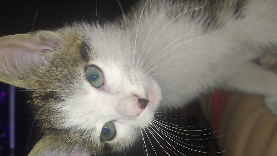 IMG_20200727_195800.jpg - Scorpionik712510