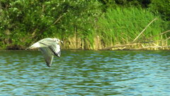 Ptak. Ale ten fruwa ;)