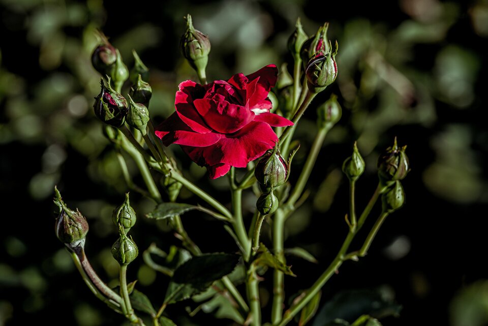 Parkowe klimaty4 - mystic