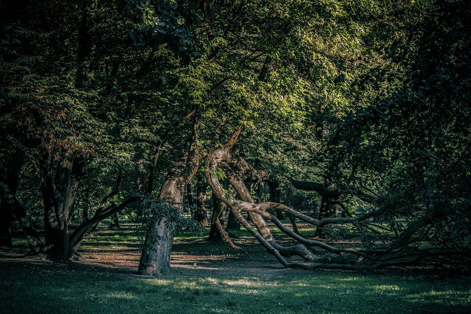 Parkowe klimaty6 - mystic