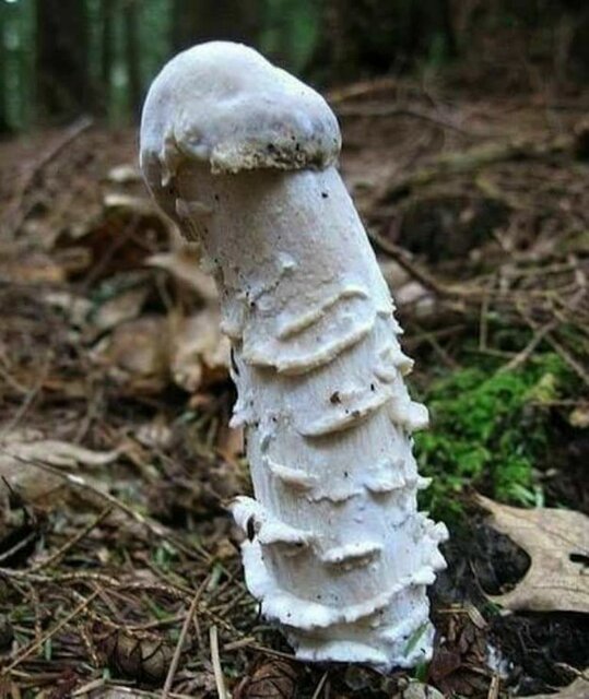 grzyb.jpg - koneser55