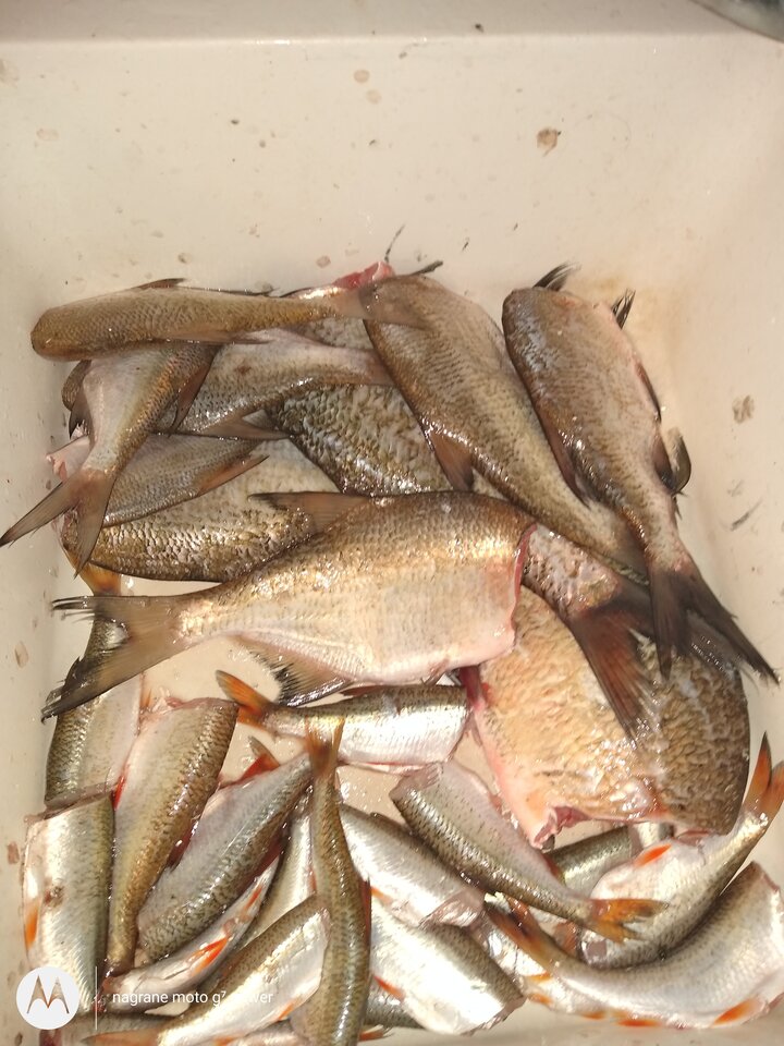 IMG_20200905_175052656.jpg - rafi07