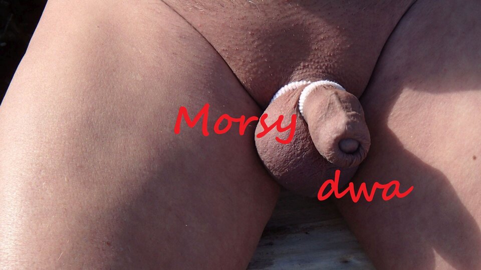 Dzisiejsze plażowanie. - Morsy_dwa