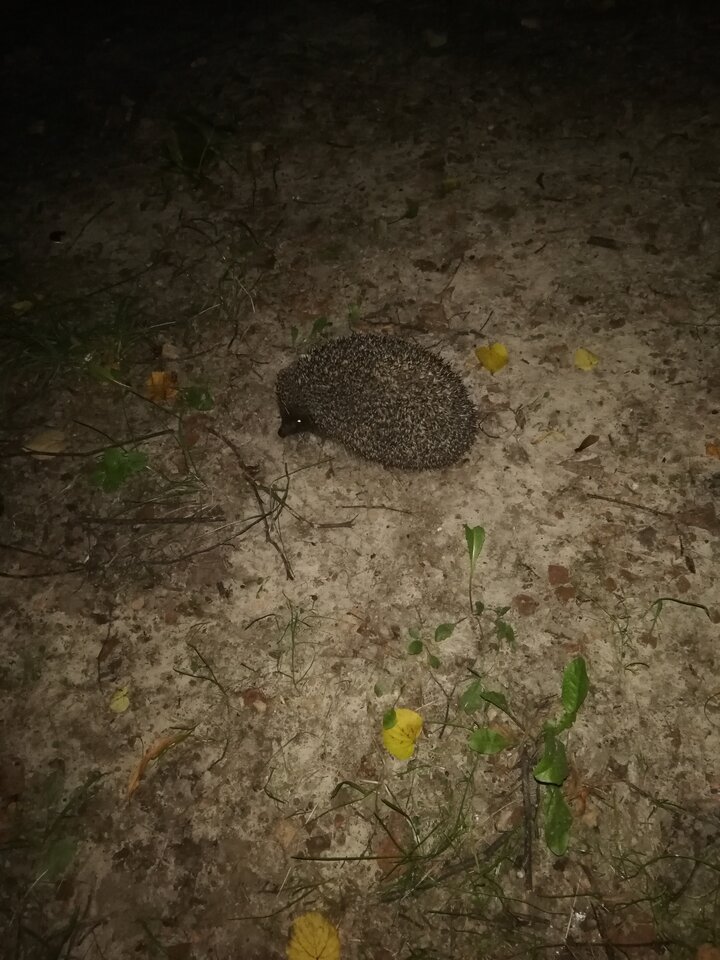 IMG_20200910_232450.jpg - Gimlii73