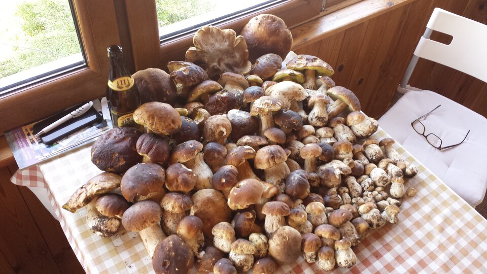 20200912_150859.jpg - Tom250