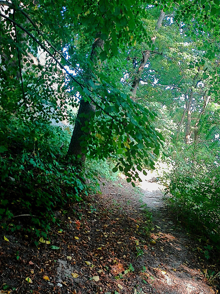 IMG_20200912_160402a.jpg - Roscoo