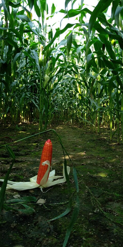 Kukurydziwo - STORCK