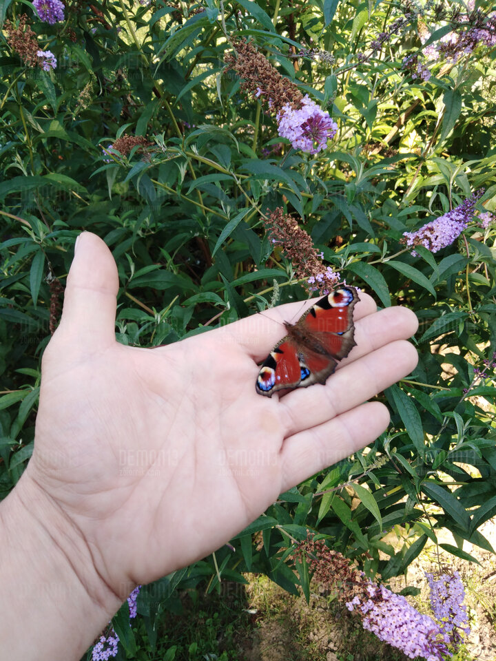 IMG_20200914_102238.jpg - demon13