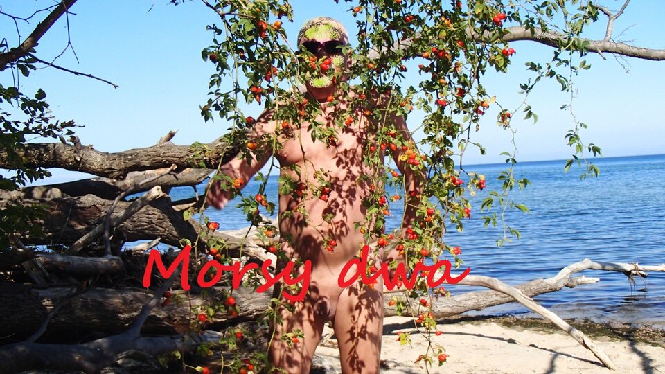 Morsy i róża. - Morsy_dwa