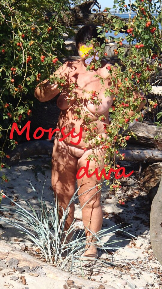 Morsy i róża. - Morsy_dwa